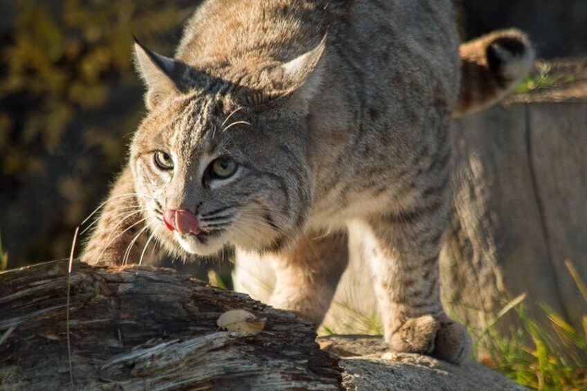 Robert the Bobcat