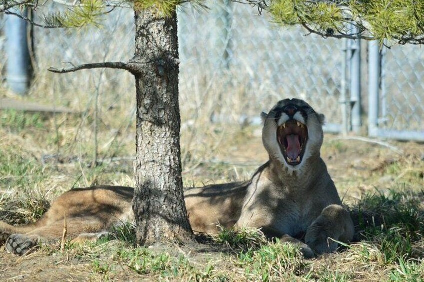 Zoey the Cougar