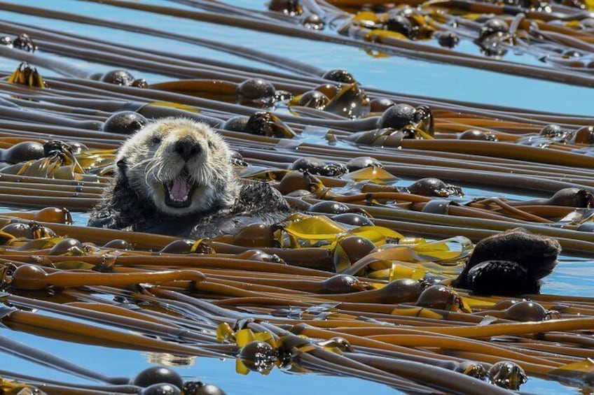 Ollie the local Sea Otter is a special kinda fella.