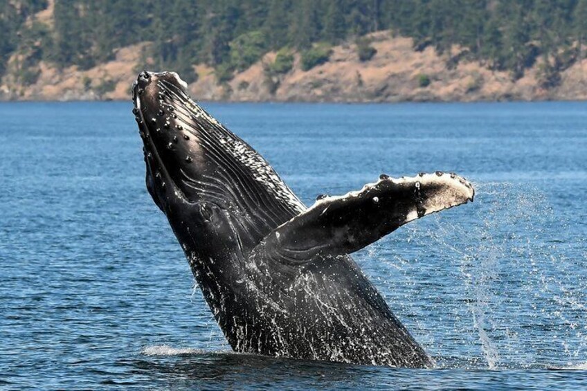 Humpback whales are seen with great frequency during the Fall, winter & Spring season.