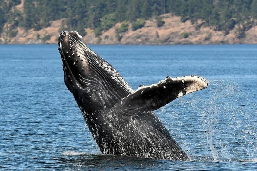 Humpback whales are seen with great frequency during the Fall, winter & Spring season.