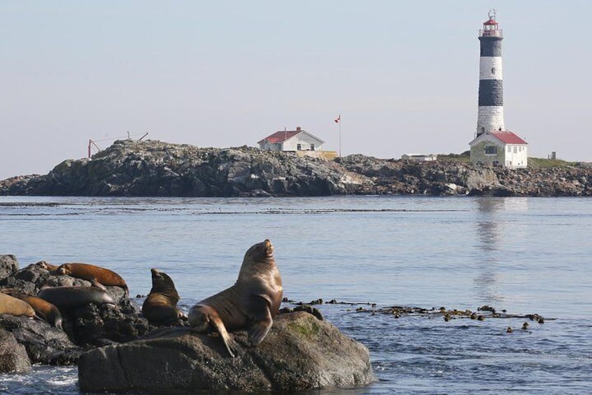 Marine protected areas like Race Rocks are shared with customers on a marine wildlife tour...and so much more.