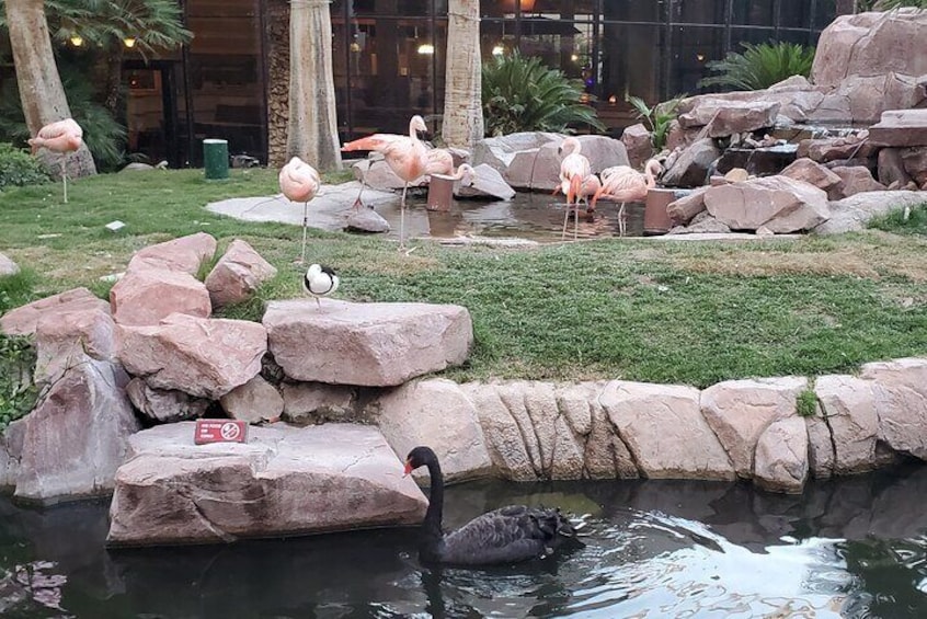 See flamingos and a black swan on the Las Vegas Strip!