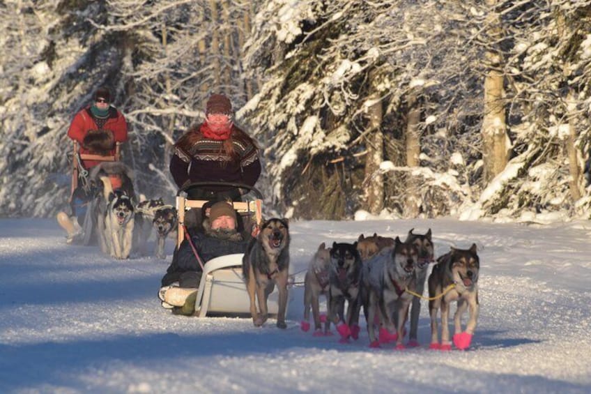 Our Alaskan Huskies