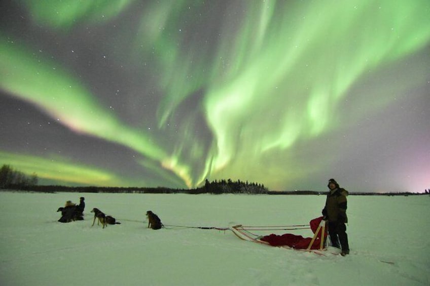 A dog sled adventure under the aurora is a magical experience