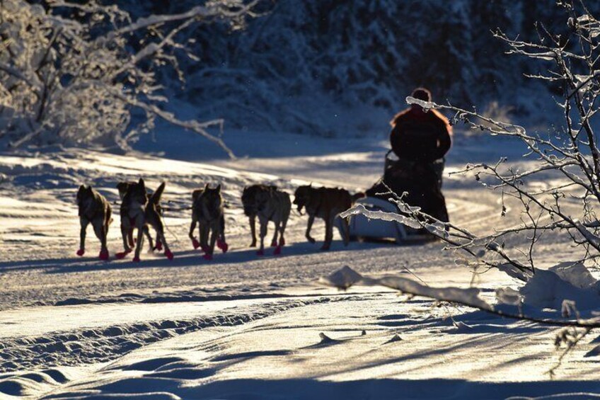 Enjoy our winter paradise by dog team.