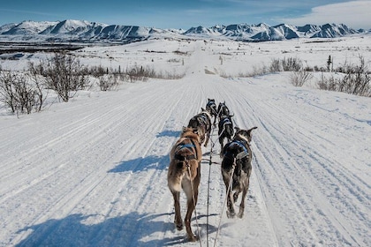 Dog Sledding - Subarctic Wilderness Tour