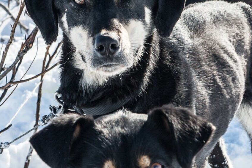 Dog Sledding - Subarctic Wilderness Tour