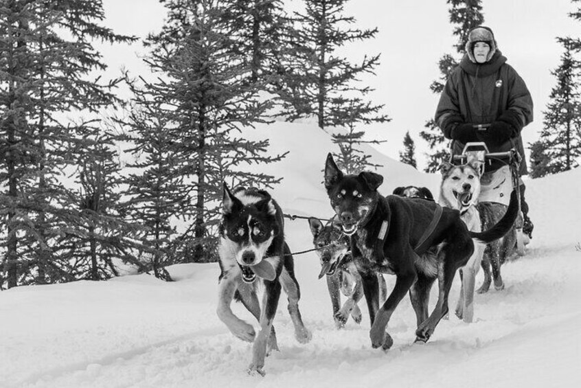 Dog Sledding - Subarctic Wilderness Tour