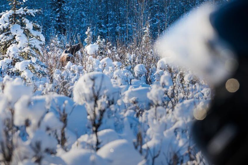 We see moose and other wildlife frequently on snowmobile adventures.