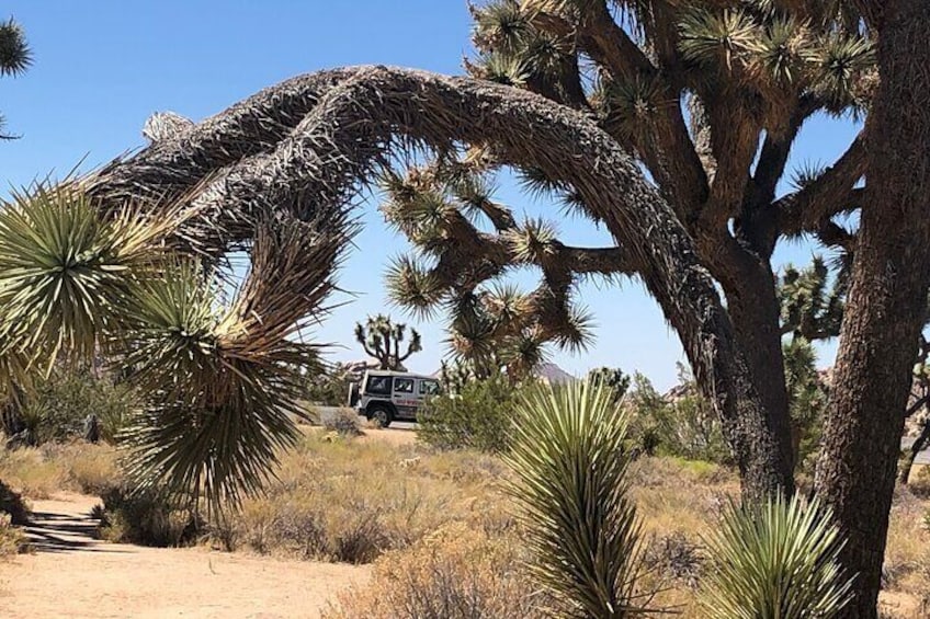 You can see why Joshua Trees have earned the nickname "the Dr. Seuss tree"