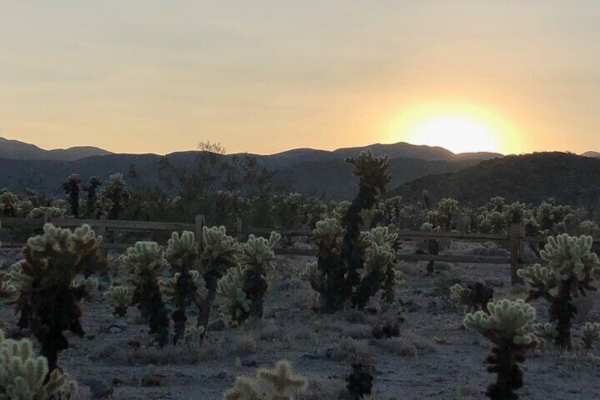 The cholla garden in the eastern end of Joshua Tree National Park