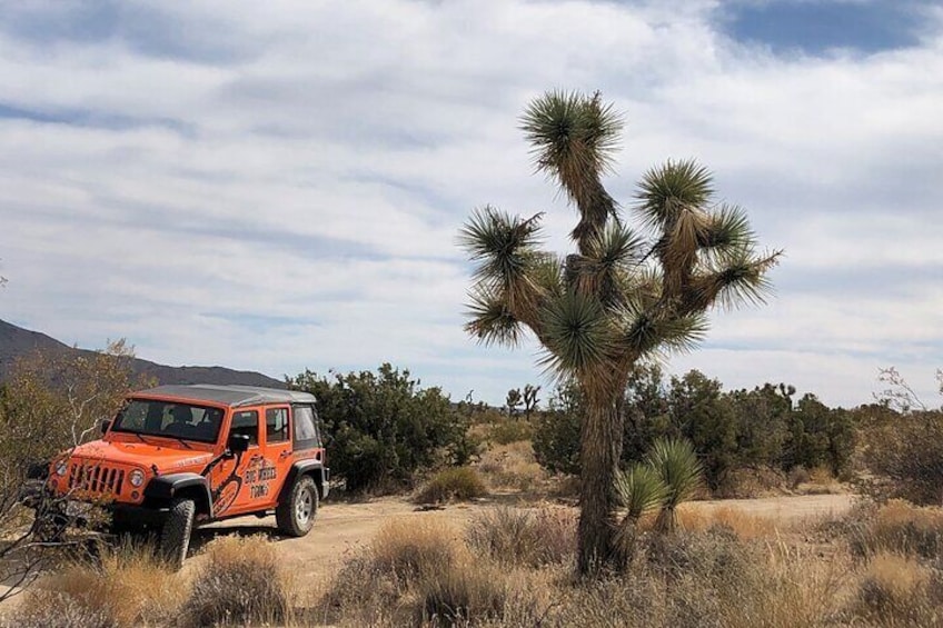 Joshua Trees are nicknamed the "Dr. Seuss" plant....you can see why!