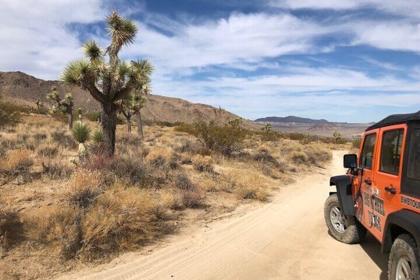 The iconic Joshua Tree