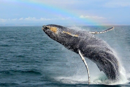 Tour di osservazione delle balene