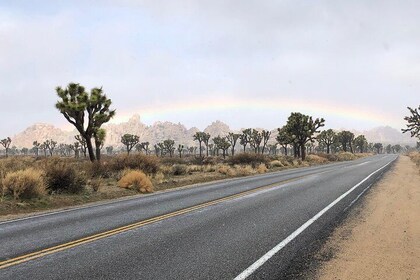 Joshua Tree National Park Air-Conditioned Tour