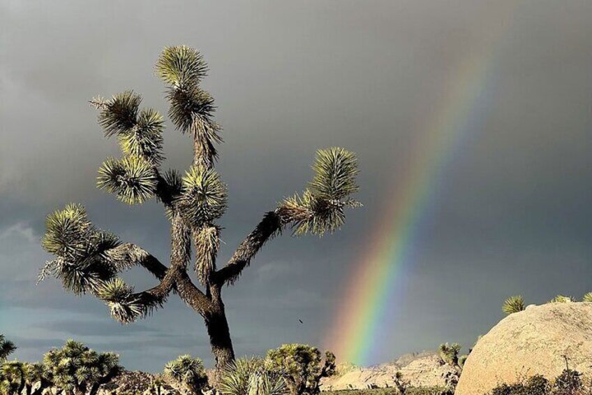 Joshua Tree National Park Air-Conditioned Tour