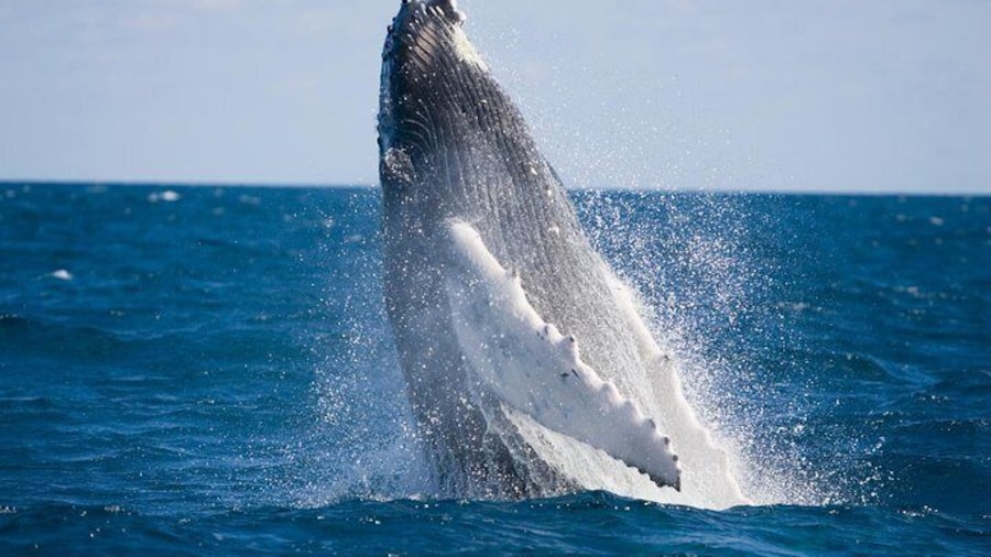 Whale-Watching and Orange County Beach Bus Tour from Anaheim