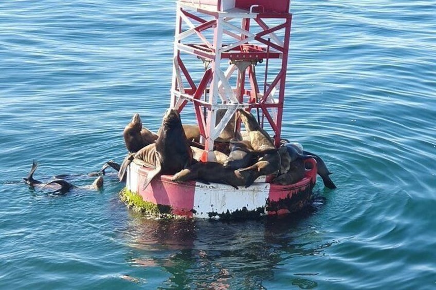 Whale-Watching and Orange County Beaches Tour from Anaheim