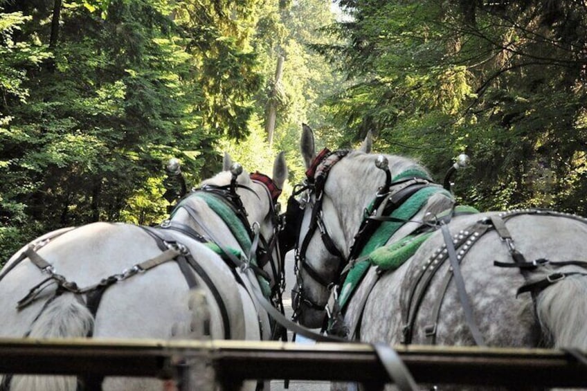 Stanley Park Horse-Drawn Tour