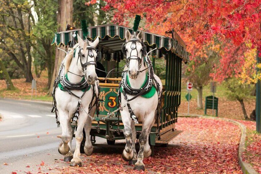 Stanley Park Horse-Drawn Tour