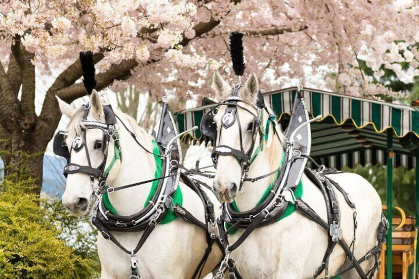 Stanley Park Horse-Drawn Tour