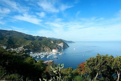 Excursion d'une journée à l'île de Catalina au départ d'Anaheim ou de Los A...