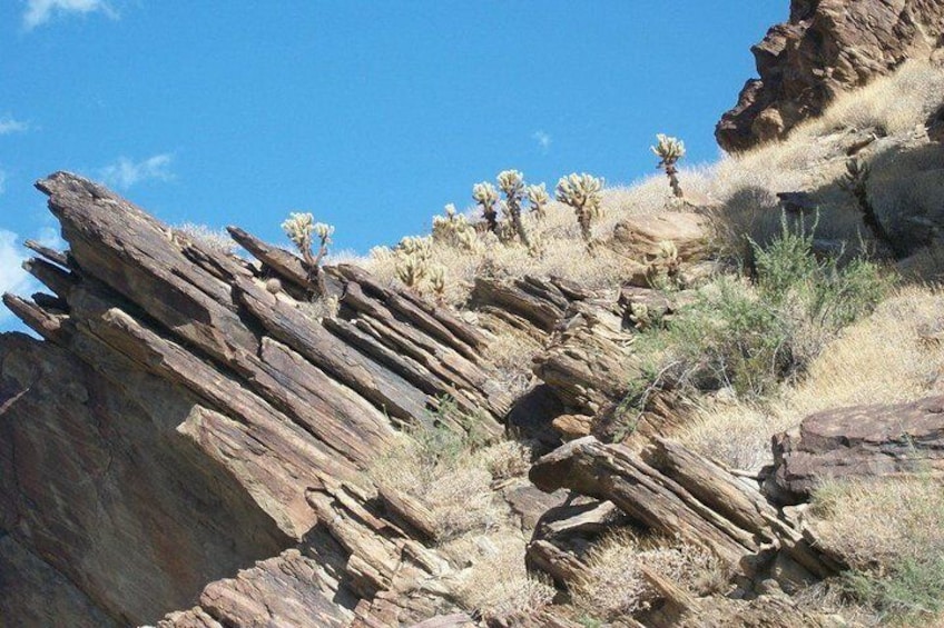 Indian Canyons Walking Tour by Jeep from Palm Springs