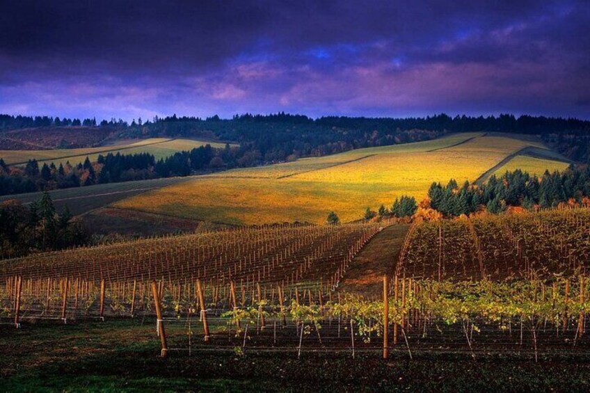 Small Group: Willamette Valley Wine Tour From Portland (Tasting Fees Included)