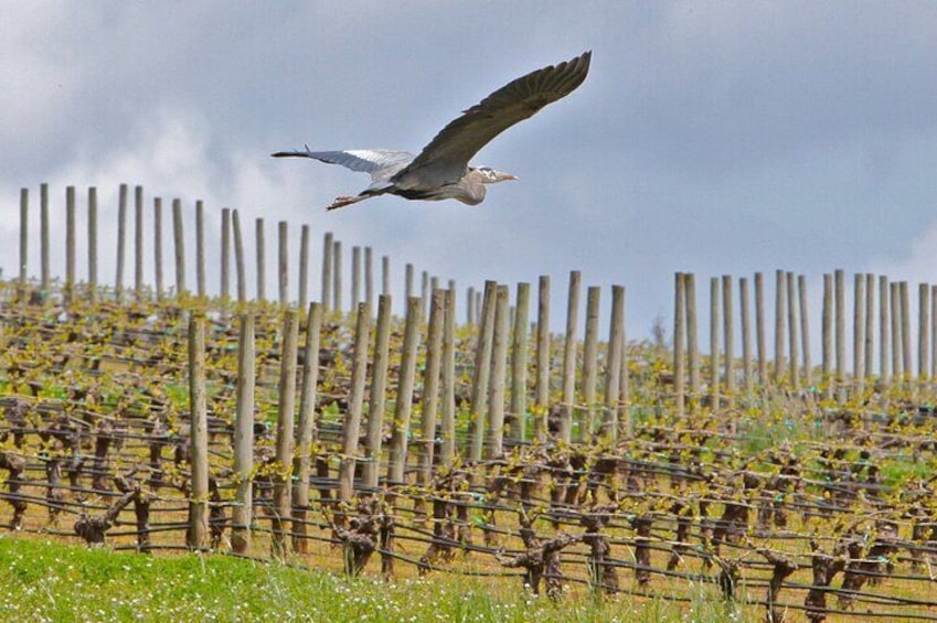 Small Group: Willamette Valley Wine Tour From Portland (Tasting Fees Included)