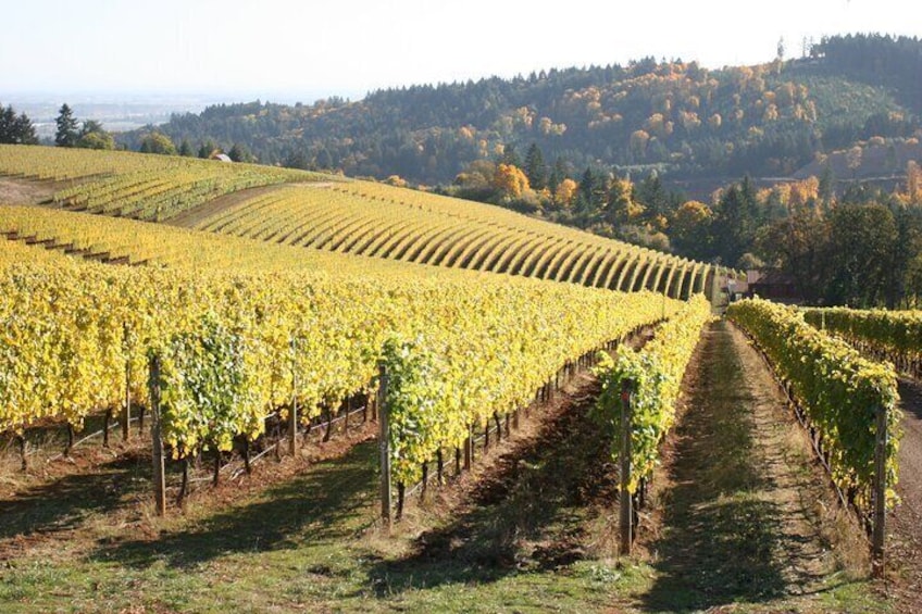 Small Group: Willamette Valley Wine Tour From Portland