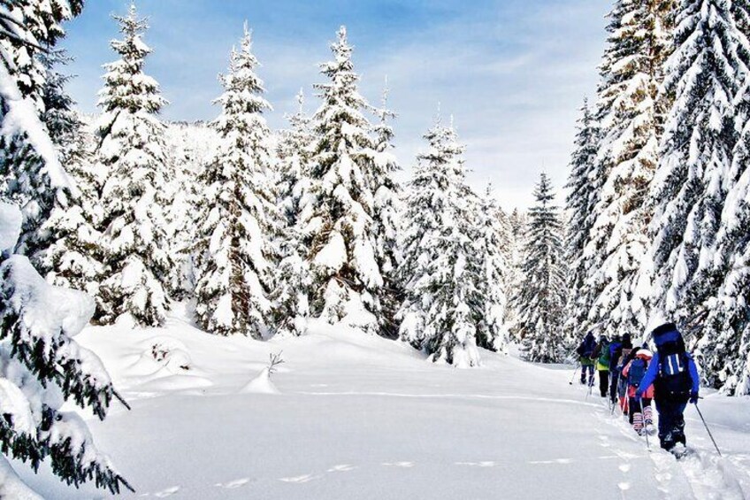 Snowshoeing through the forest