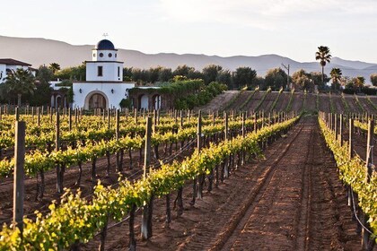 Valle de Guadalupe Winery and Vineyard Tour from San Diego