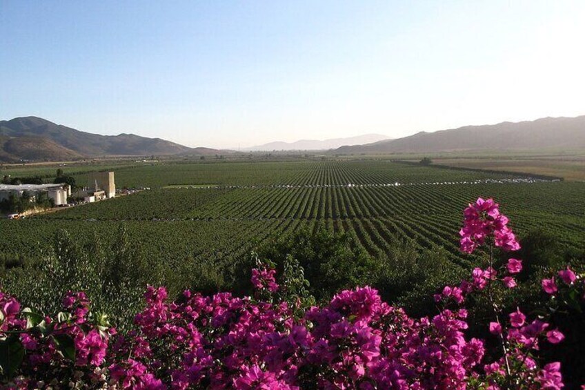 Valle de Guadlaupe Winery and Vineyard Tour from San Diego