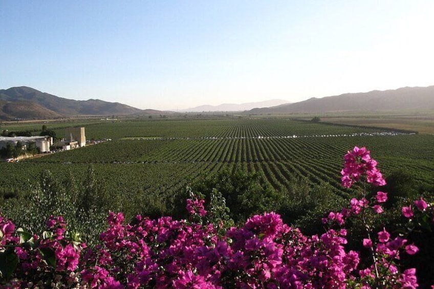 Valle de Guadlaupe Winery and Vineyard Tour from San Diego