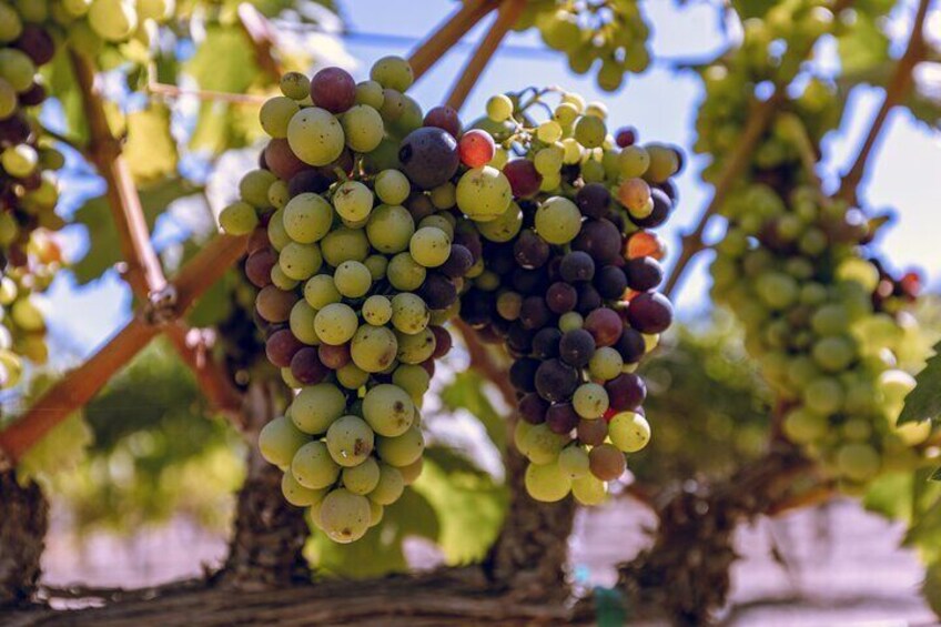 Enjoy a wine tour in Santa Ynez Valley