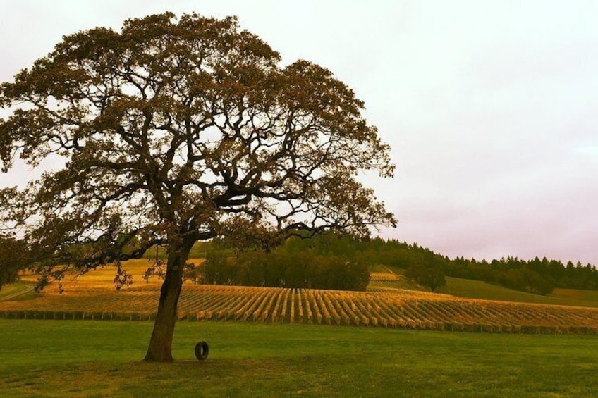 Private - Willamette Valley Wine Tour From Portland (tasting fees included)