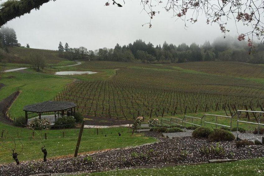 Private - Willamette Valley Wine Tour From Portland