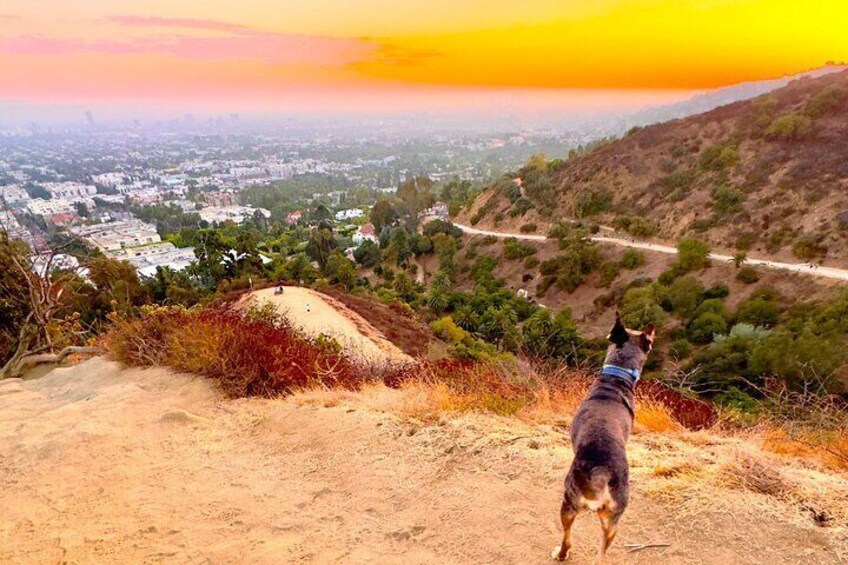 Explore the Hollywood Hills with Scott and Blue!