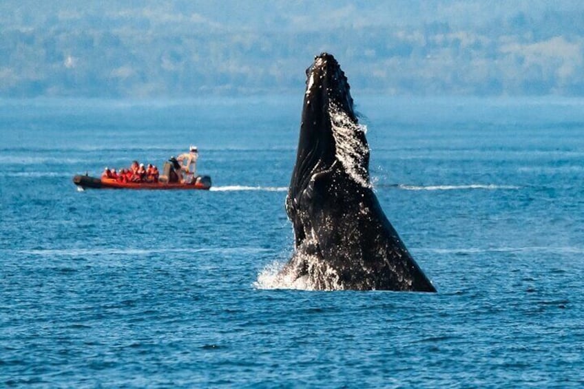 Zodiac Marine Wildlife Excursion from Victoria