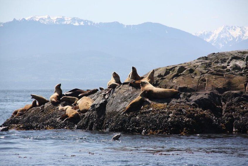 Zodiac Marine Wildlife Excursion from Victoria