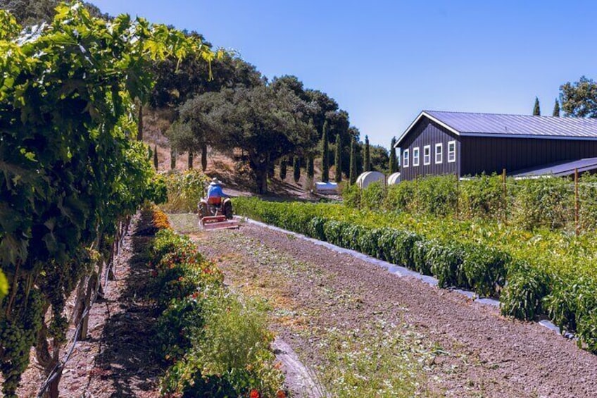 Learn about what varietals grow locally and what types of wine each winery specializes in
