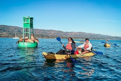 Tour guidato della fauna selvatica in kayak nel porto di Santa Barbara