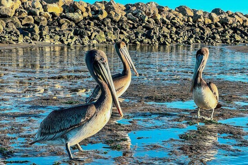 Brown pelicans