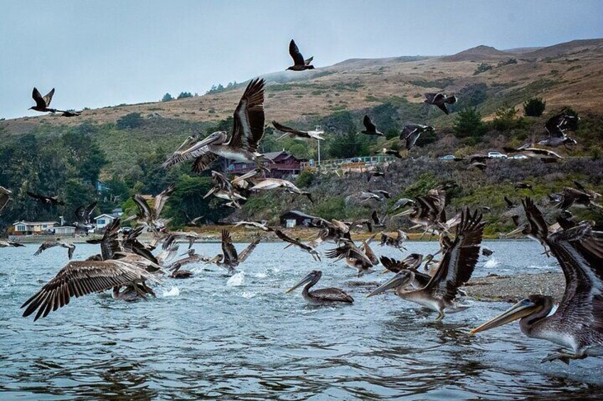 Russian River Kayak Tour at the Beautiful Sonoma Coast