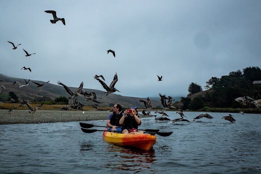 Russian River Kayak Tour at the Beautiful Sonoma Coast