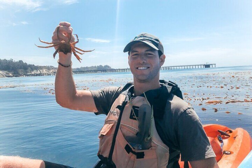 Our guide Joey found a kelp crab!