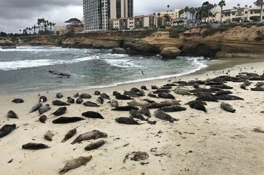 La Jolla Children's Pool Seals 