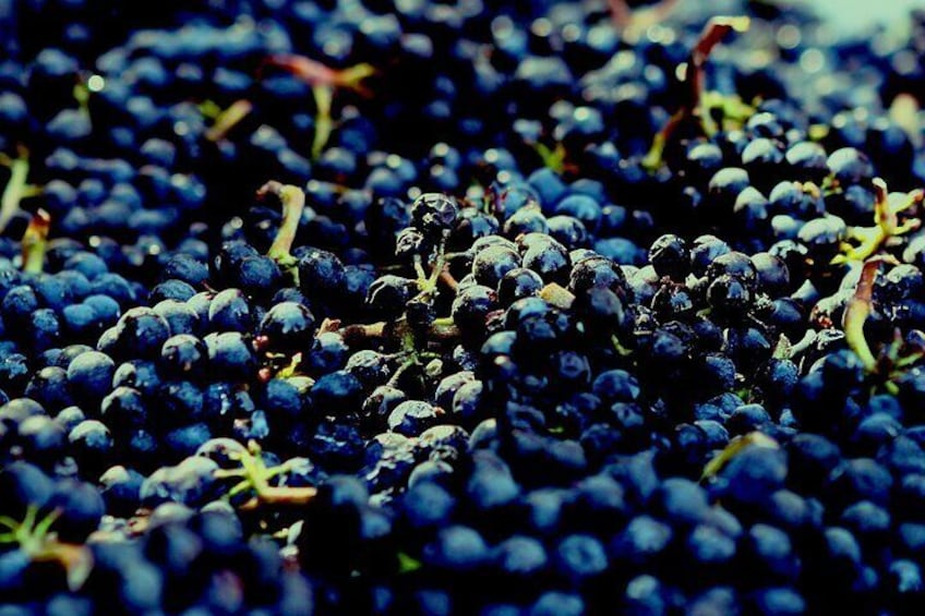 8 Hour Private Tour in Wine Country from San Francisco