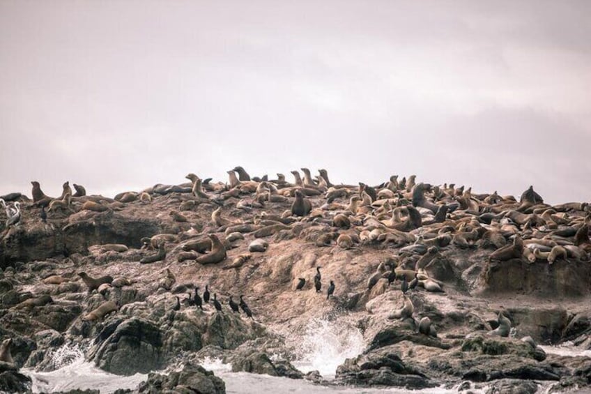 Private Sailing Tour of Bodega Bay